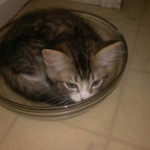 Meet your Posher, Jane